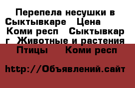 Перепела несушки в Сыктывкаре › Цена ­ 40 - Коми респ., Сыктывкар г. Животные и растения » Птицы   . Коми респ.